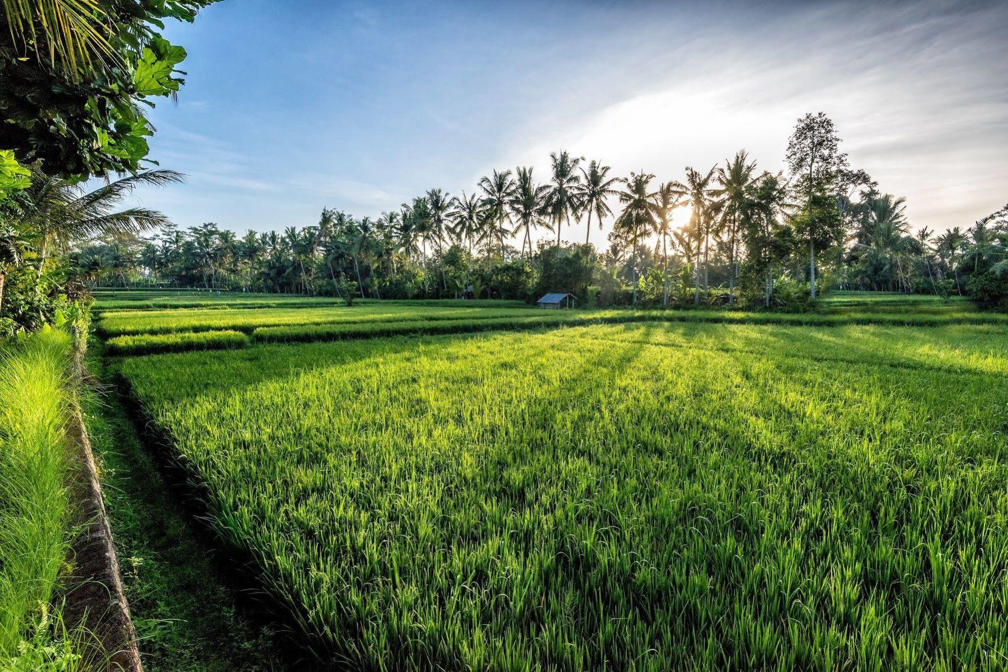 Villa Sabandari Ubud  Exterior photo